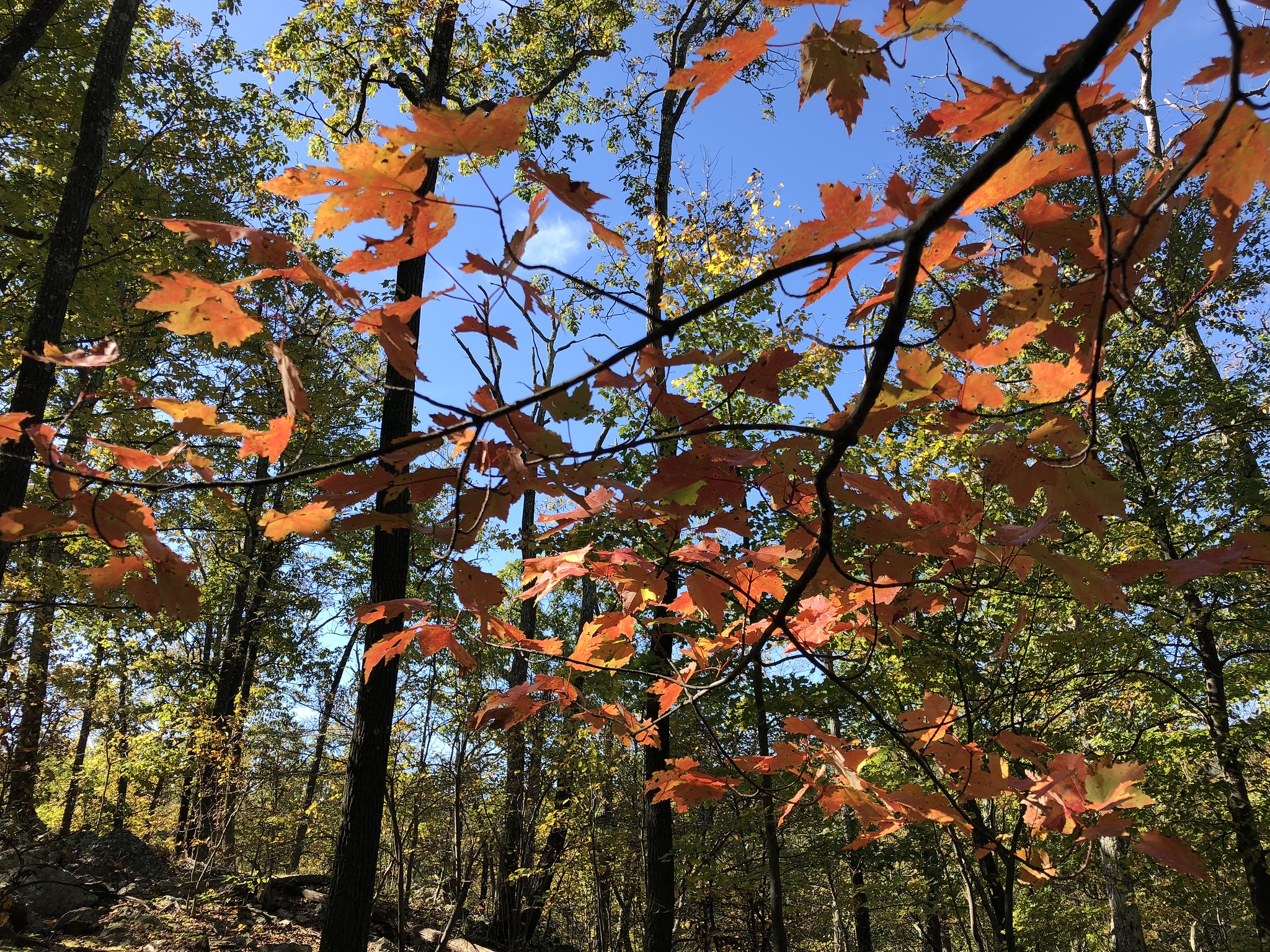 Fall in Frederick, MD